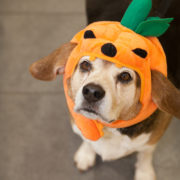 Elderly beagle wearing jack-o-lantern hat looking into camera