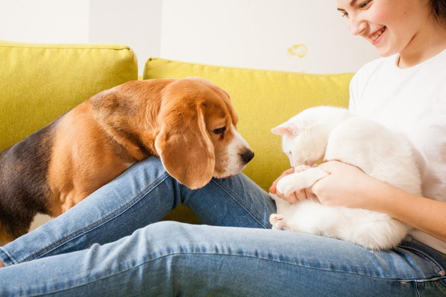 Woman sitting on couch with beagle and white cat