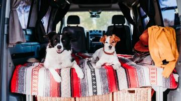 Dogs in back of vehicle